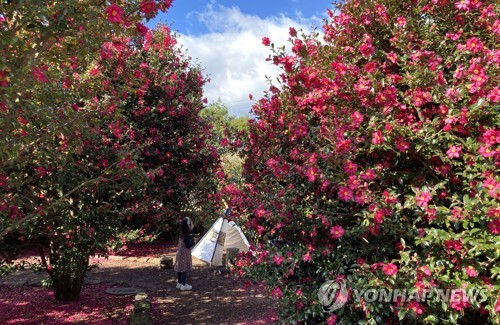 ★韓国の人気★【15wol】★CAMELLIA FLOWER KEYRIN.G★ Camellia x 'April Dawn' | youngbloodnursery