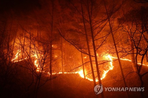 [동해안 산불] 불길 앞에선 국내 최대 금강송 군락지…"국가 중요 자원"