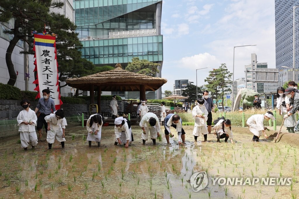 ‘전통 손모내기’ 재연…서울 농업박물관 야외체험농장