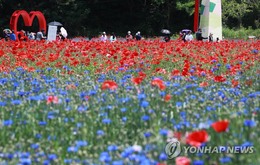 붉은 꽃양귀비와 푸른 수레국화