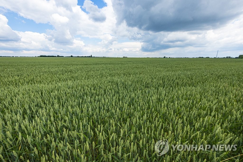 우크라이나의 광활한 밀밭, 수출길 막혀 곡물시장 요동