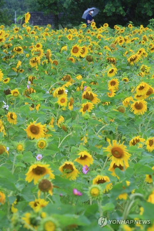حقل لأزهار عباد الشمس في جزيرة «جيجو»‏