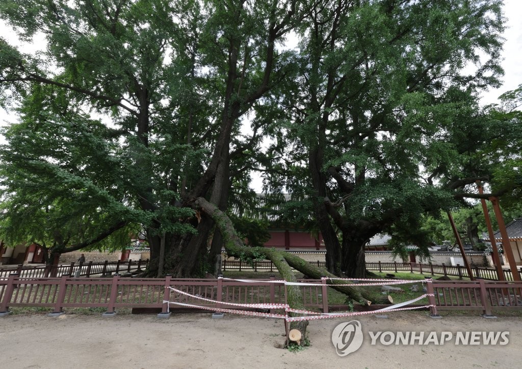 '400살' 천연기념물 은행나무, 지지대 교체하다 가지 부러져