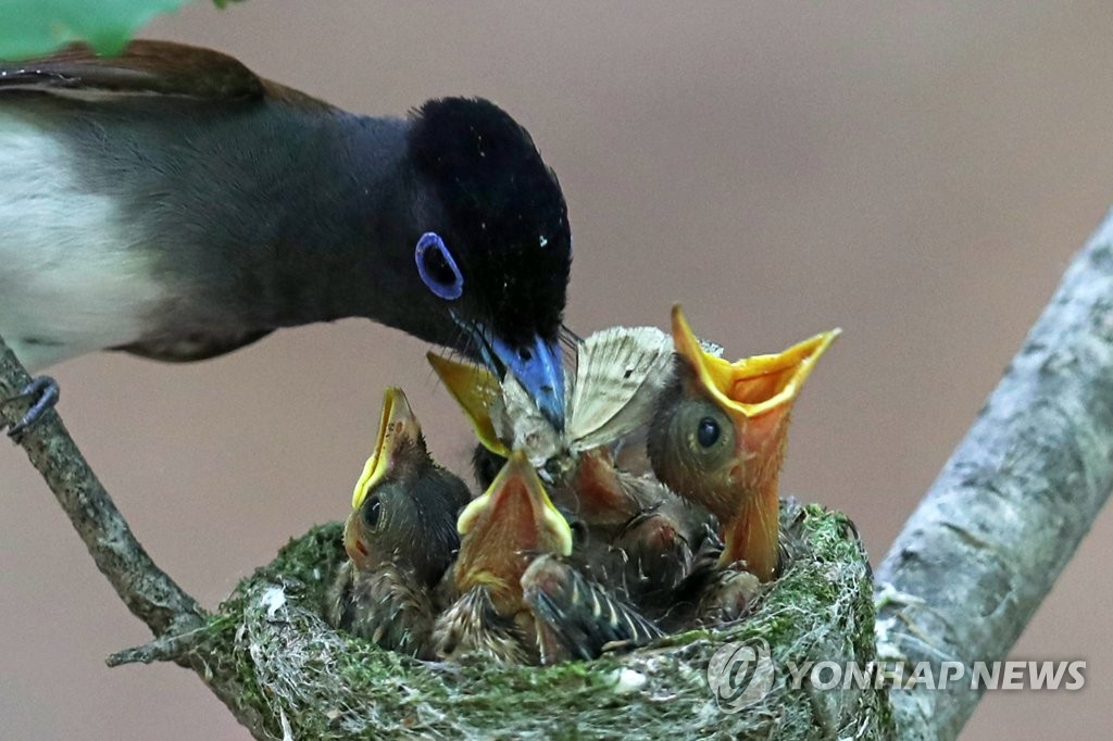 '파란눈에 긴꼬리'…멸종위기 야생생물 긴꼬리딱새 가족