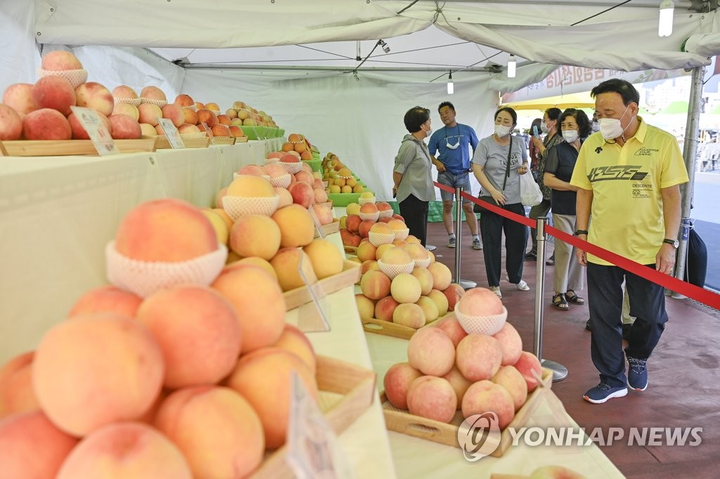 잘 익은 원주 치악산 복숭아