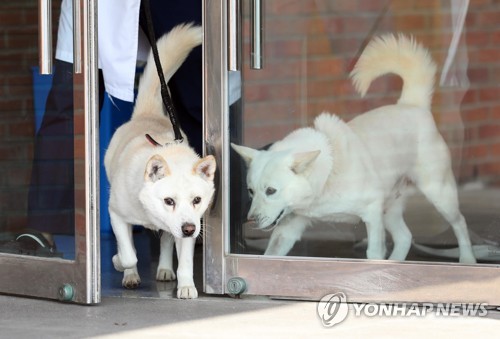 경북대 동물병원서 지내는 풍산개 '곰이'·'송강'