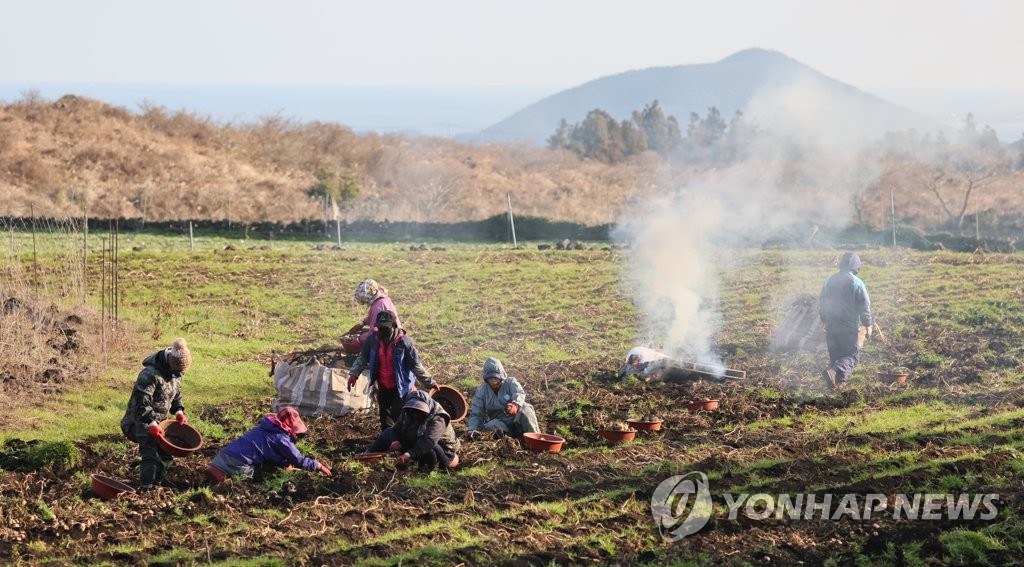 제주의 감자 캐는 풍경