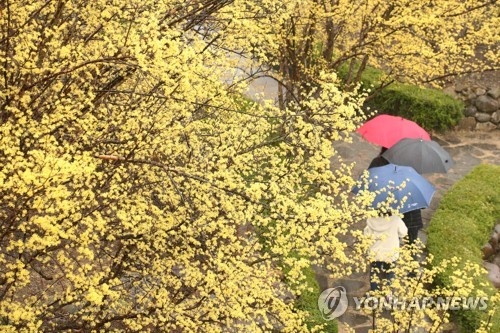 "반갑다 봄비" 궂은 날씨에도 남녘의 봄꽃축제장 인산인해
