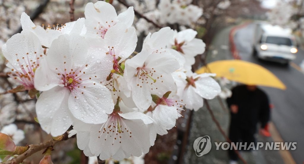 봄비 머금은 제주의 벚꽃