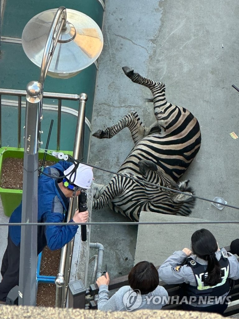 Police, fire and zoo officials in an eastern Seoul residential district try to capture a zebra that escaped from a nearby zoo on March 23, 2023, in this photo provided by a citizen. (PHOTO NOT FOR SALE) (Yonhap)
