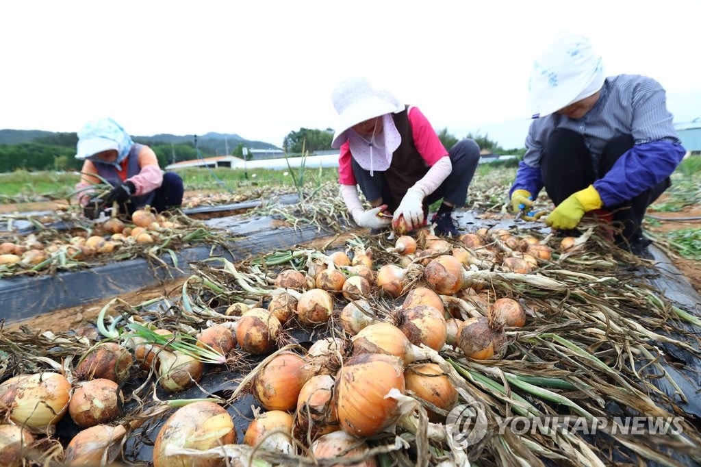 국산 양파 '맵시황' 수확하는 농진청 연구원들