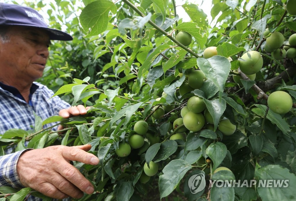 Easy Tips for When to Pick Plums 2024 AtOnce