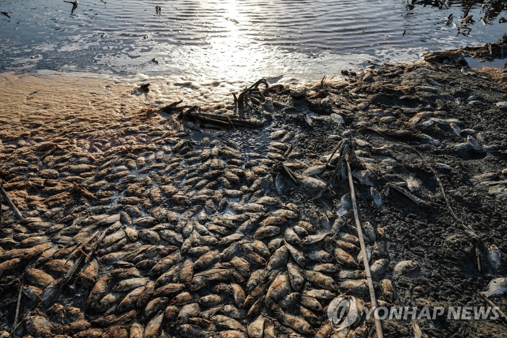 Morte em massa de peixes no sul do Iraque