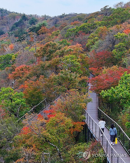 Autumn leaves