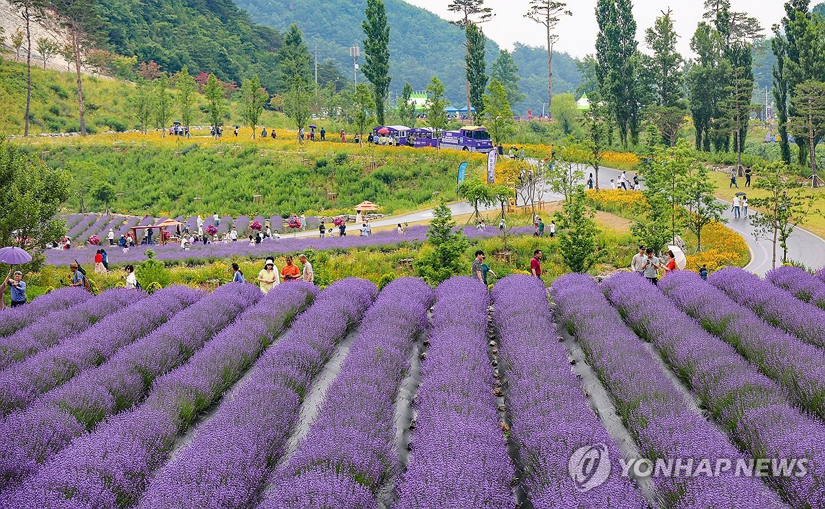 보랏빛 세상 동해 무릉별유천지 라벤더 축제 연합뉴스 5179