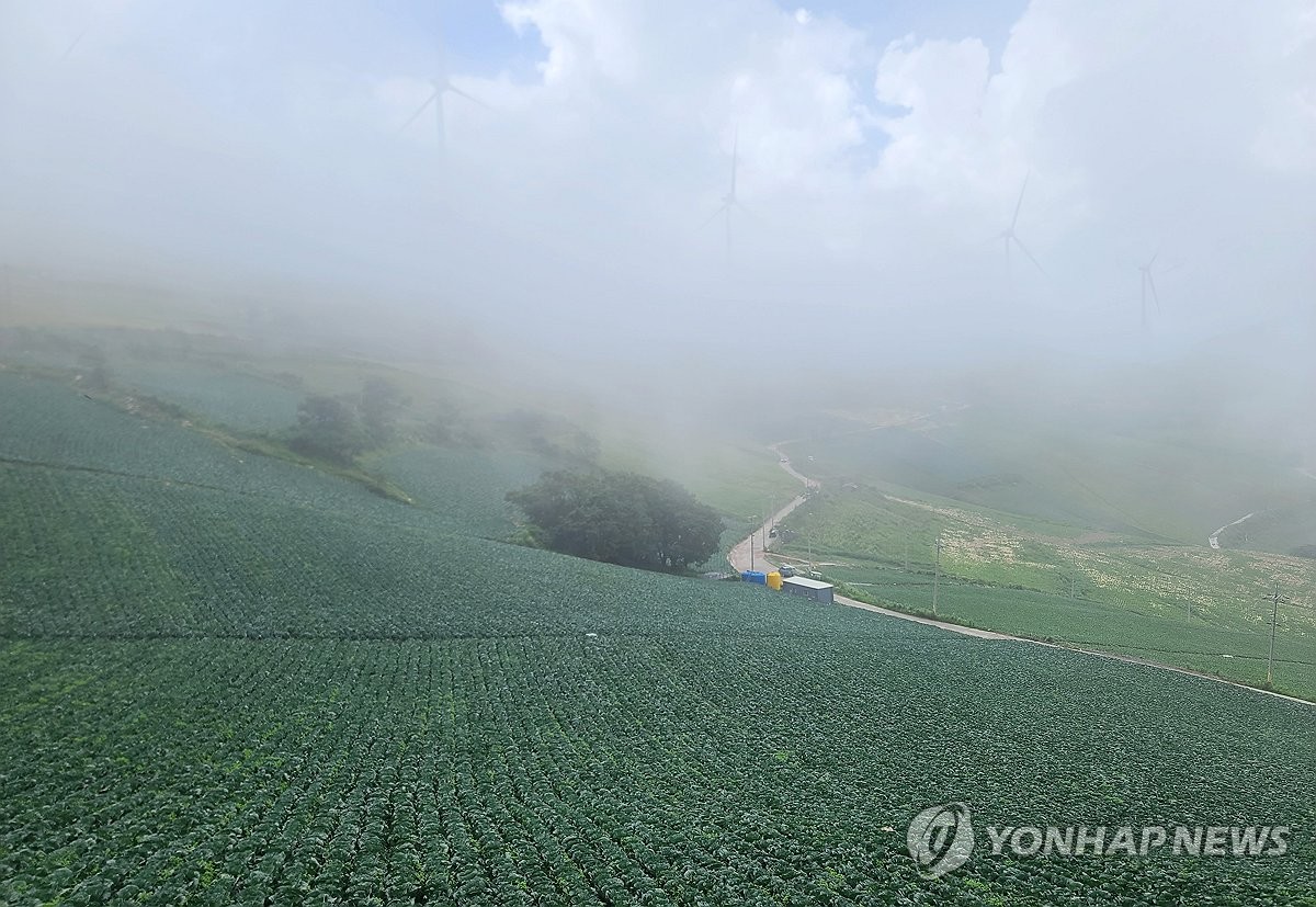 태백 매봉산 고랭지 배추밭