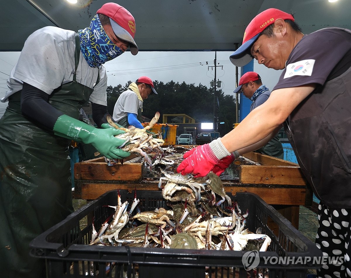 "꽃게가 돌아왔다"…태안서 가을 꽃게잡이 시작