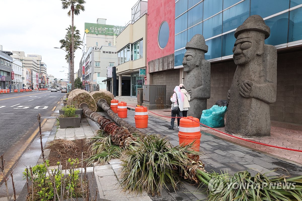 ヤシの木消える済州島市内