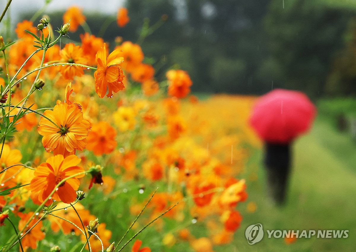 비 그치며 금요일 다시 무더워…한낮 체감 33도 안팎
