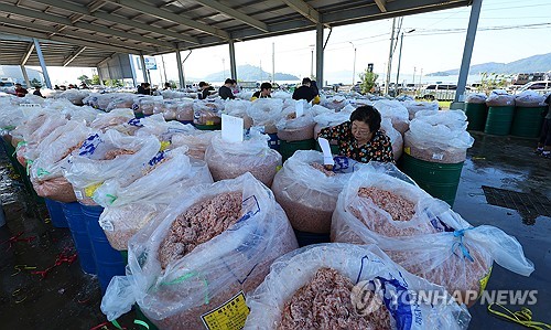  가을폭우에 '추젓 명성' 위협받는 인천 강화 젓새우