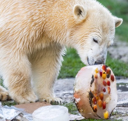 '생일 축하해' 첫 번째 생일 케이크 맛보는 북극곰