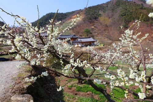 '매화향 가득'…순천 향매실마을서 23일 매화축제