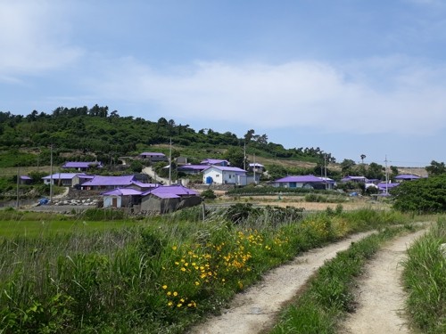 먹거리·지붕·주민 속옷까지…신안 안좌도 보랏빛 물결