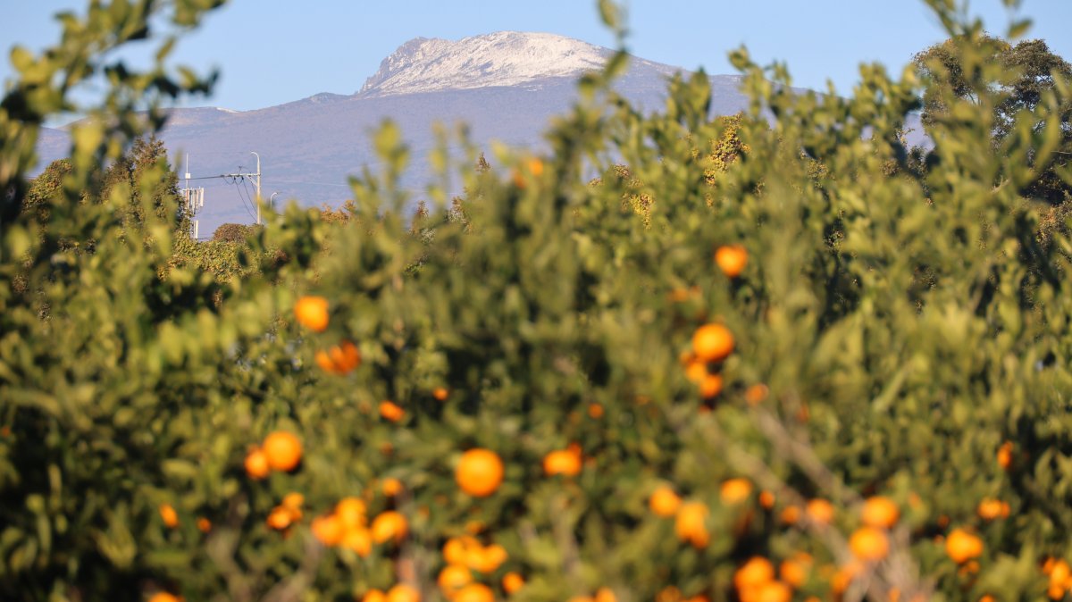 제주 감귤과 눈 쌓인 한라산